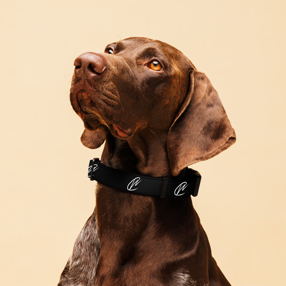 CW - Black Pet Collar